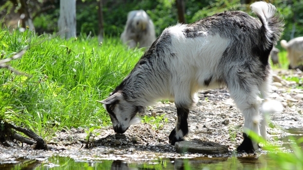 Two Goats Graze Green Grass 02