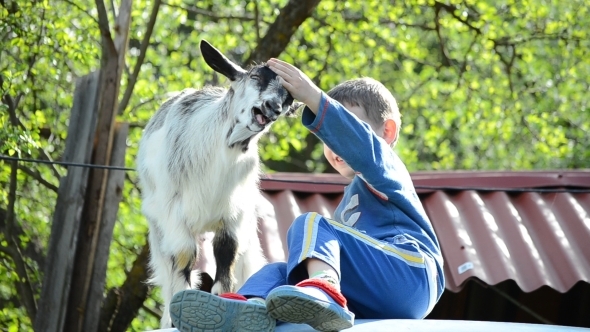 Little Boy Playing with his Friend - Goat 02