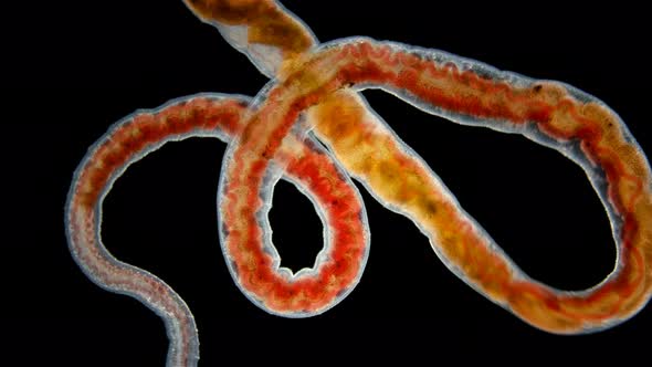 Worm Oligochaeta Limnodrilus Hoffmeisteri or Red Worm of the Naididae Family alt