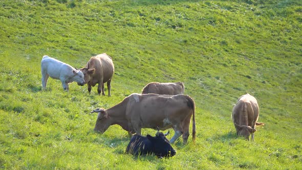 Cattle - Cows and bulls grazing in the meadow. Slow motion alt