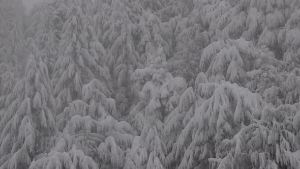 Gondola Tower Over Evergreen Trees Covered in White Snow During a Snowy Winter Season Day alt
