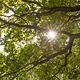 Oak Tree and Sunlight - VideoHive Item for Sale