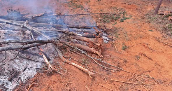 During the Uprooting Trees and Deforestation a Tractor is Working the Process to Prepare on Cleaning alt