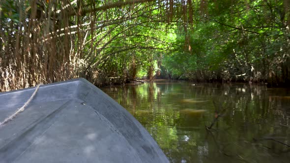 Mangrove Forest With Exotic Vegetation On River Banks