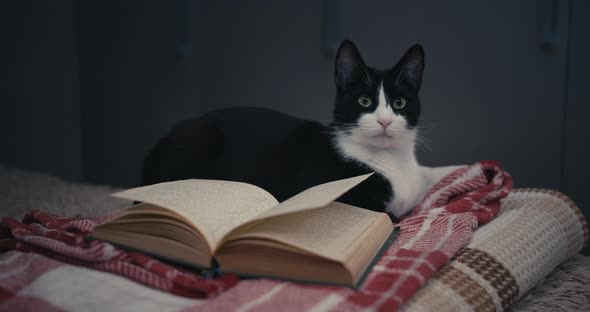 Cat With Book