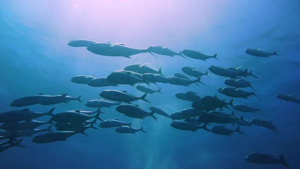 a group of silver jakc fish is swimming above the camera with the sun in the background. alt