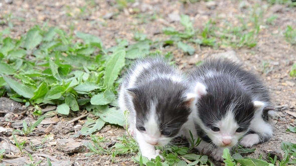 Two Kittens Alone in the Yard 01