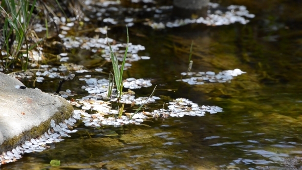 Cherry Petals on Flowing Water 04