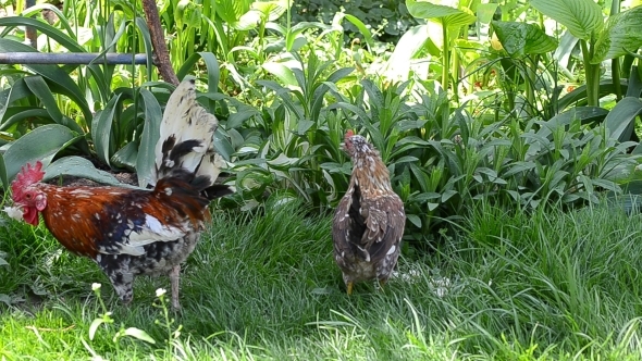 A Rooster and a Hen Peck Food 01