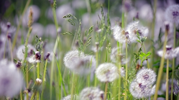 Chain of Dandelions 01