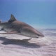 shark in the ocean - VideoHive Item for Sale