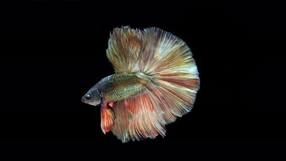 Multi-color Siamese fighting fish alt