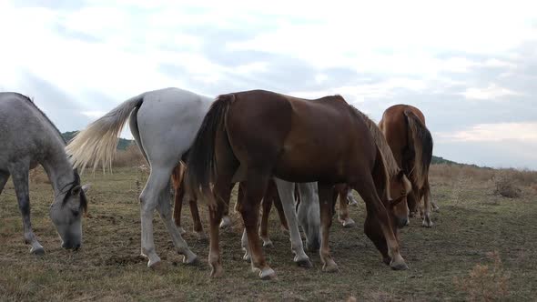 Herd Of Wild Horses In Nature alt