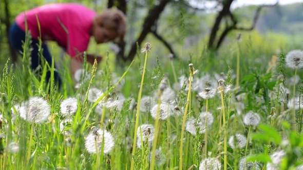 Field of Dandelions 03