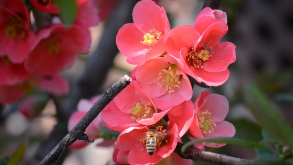 Bee on Pink Flower Japanese Quince 02