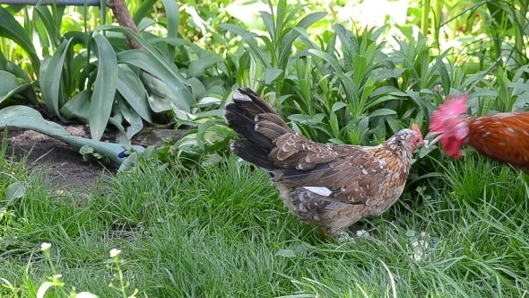 A Rooster and a Hen Peck Food 04