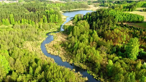 Aerial view of river and green forest in summer alt
