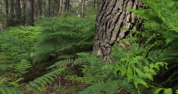 The Landes forest, Nouvelle Aquitaine, France. The Landes forest  is the largest man-made woodland i alt