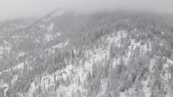 Flight above winter forest in Bakuriani, Georgia alt