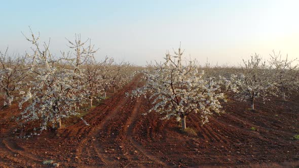 Sweet Cherry Garden Nature Landscape