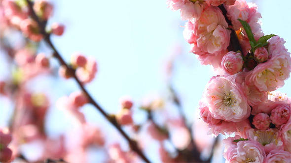 Blossom Sakura and Singing Nightingale