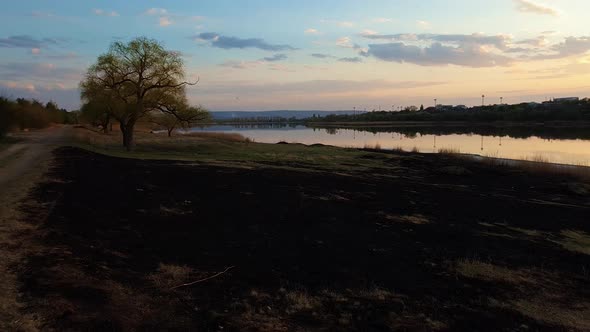 burned vegetation of a meadow near the forest