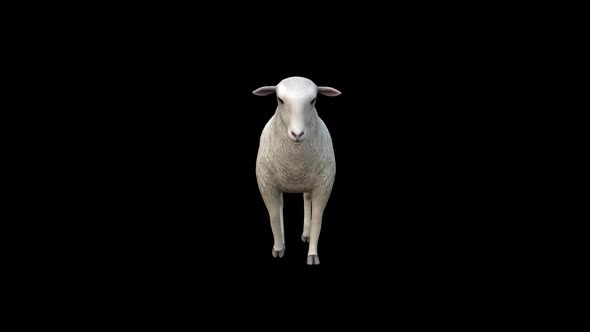 Sheep Fast Walk View From Front, Motion Graphics | VideoHive