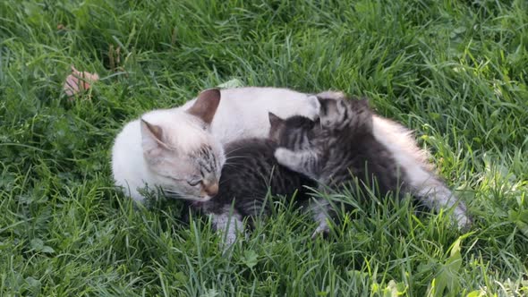 Mother cat with her kittens on grass