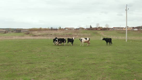Calves with Black and White Fur Graze in a Clearing with Green Grass on a Summer Day alt