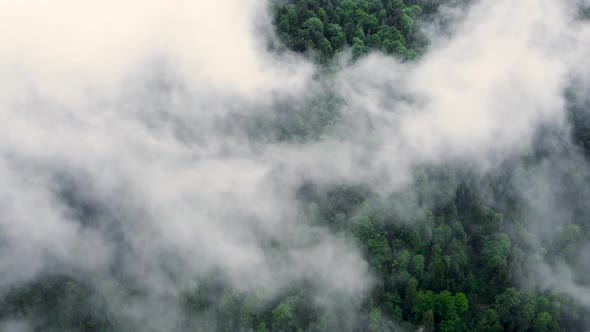 Aerial View of Misty Forest Clouds Above Green Mountain Drone Flying Over Spruce Conifer Treetops alt