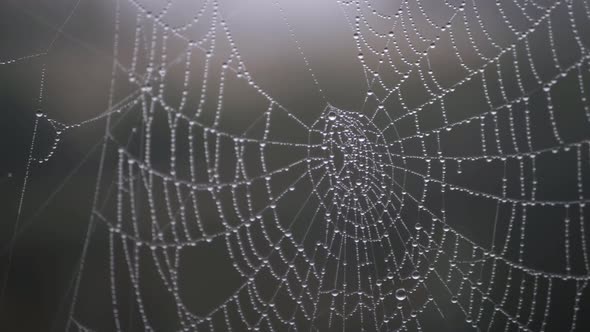 Spiders web with dew drops close up panning shot alt