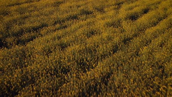 Evening on field of blooming rapeseed