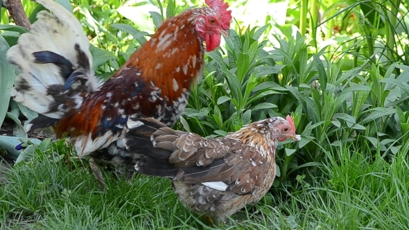 A Rooster and a Hen Peck Food 06