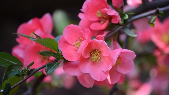 Pink Flowers of Japanese Quince 01