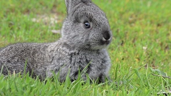 Small Gray Rabbit Sniffing Around 01