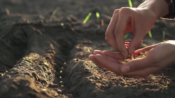Farmer Gardener Planting Seedlings Seeds Of Crops In The Black Earth Soil Soil On A Huge Plantation alt