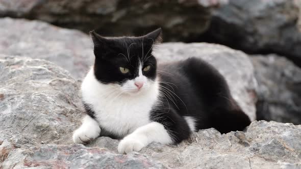 Black and white colored wild cat is lying down on rocks