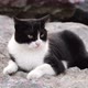 Black and white colored wild cat is lying down on rocks - VideoHive Item for Sale
