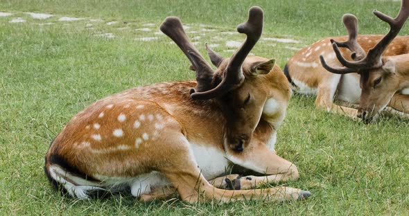 Deers with Horns Lick Fur Lie on Green Meadow in National Park in Summer alt