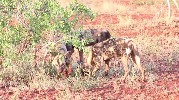 Collared African wild dogs, Lycaon pictus feed off scraps of a kill in winter at Zimanga in the KwaZ alt