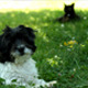 Cute Dog And Cat - VideoHive Item for Sale