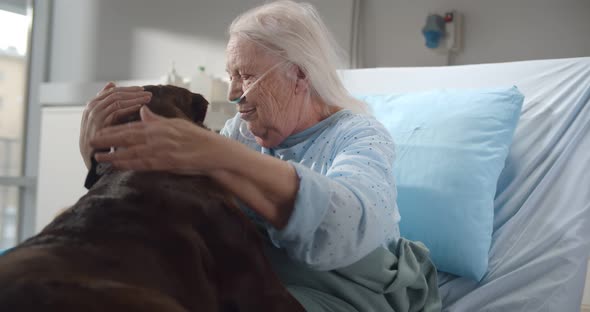 Cheerful Senior Woman Patient with Nasal Oxygen Tube Playing with Dog in Hospital Bed alt