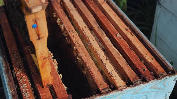 Close Up View of the Opened Hive Showing Frames Populated By Honey Bees. Honey Bees Crawl in an Open alt