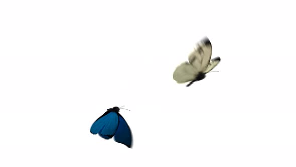 Flying Butterflies 