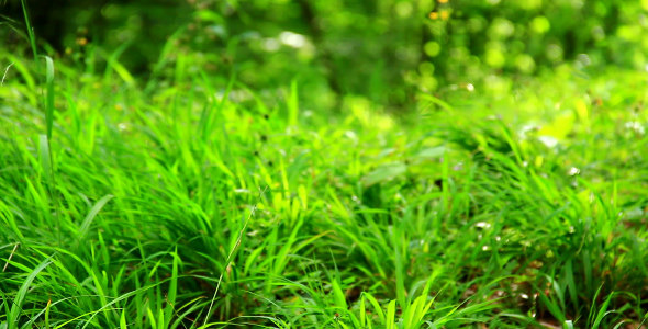 Green Grass in the Forest