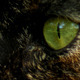Black Cat Eyes - VideoHive Item for Sale