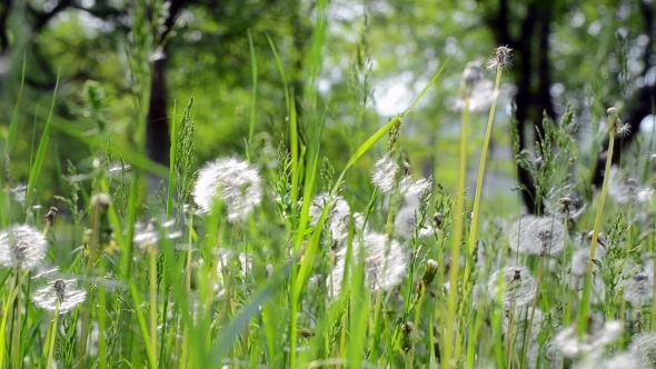 Field of Dandelions 04