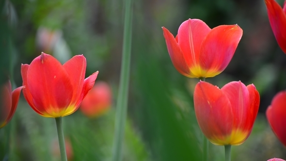 Red Tulips in the Morning Breeze 03