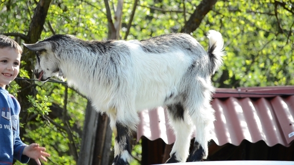 Little Boy Playing with his Friend - Goat 03