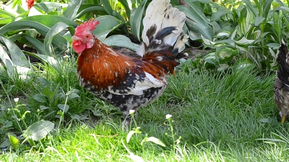 A Rooster and a Hen Peck Food 02